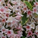 0- a  1weigela%20%20052det%20(Small)