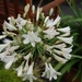 0- a  1agapanthus%20wit%20105%20(Small) (Medium)