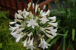 0- a  1agapanthus%20wit%20105%20(Small) (Medium)