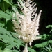 0- a  1astilbe%20(J)%20Deutschland (Medium)