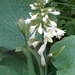 0- a  1hosta%20sieboldiana%20elegans%20Hpim1533 (Medium)