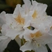 0- a  1Rhododendron%20wit%20(Small) (Medium)
