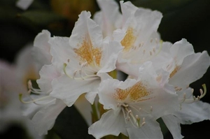 0- a  1Rhododendron%20wit%20(Small) (Medium)