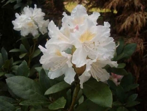 0- a  1rhododendronwit1 (Medium)