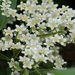 0- a  1saxifraga%20132%20(Small) (Medium)