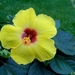 00- 1  a1  Hibiscus