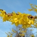 00- 1  a1 forsythia