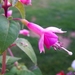 00- 1  a1 fuschia