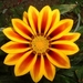 00- 1  a1 Gazania