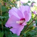 00- 1  a1 Hibiscus
