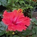 00- 1  a1 hibiscus 2