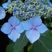 00- 1  a1 Hortensia-bleu