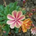 00- 1  a1 lewisia-cotyledon