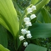 00- 1  a1 Muguet