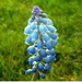 00- 1  a1 Muscari