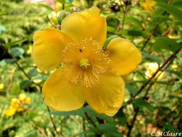 00- 1  a1 Potentille