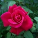 00- 1  a1 Rose 2