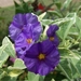 00- 1  a1 thunbergia-erecta