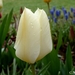 00- 1  a1 Tulipe