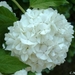 00- 1  a1 viburnum