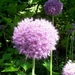 00- 1  a1Allium