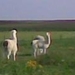 alpaca's op de boerderij