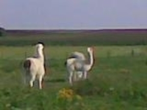 alpaca's op de boerderij