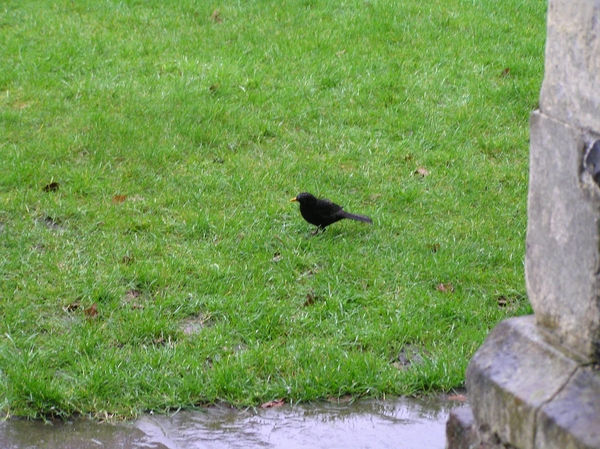 2007-04-01 Engeland D 036