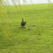 2007-04-01 Engeland D 099
