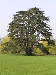 2007-04-01 Engeland D 118