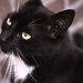 onze poes dipsy