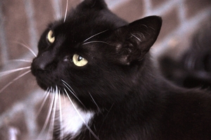 onze poes dipsy