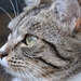 onze poes kitty