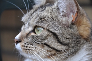 onze poes kitty