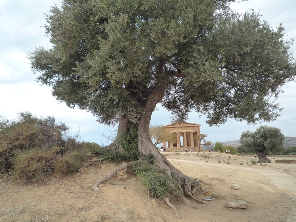 4a Agrigento _vallei der tempels _Concordia tempel _P1040704