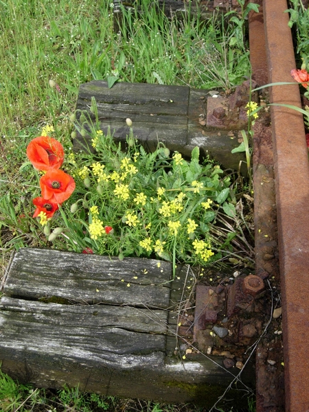 2006-05-28 goes treinen 010