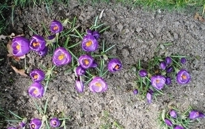 Krokus