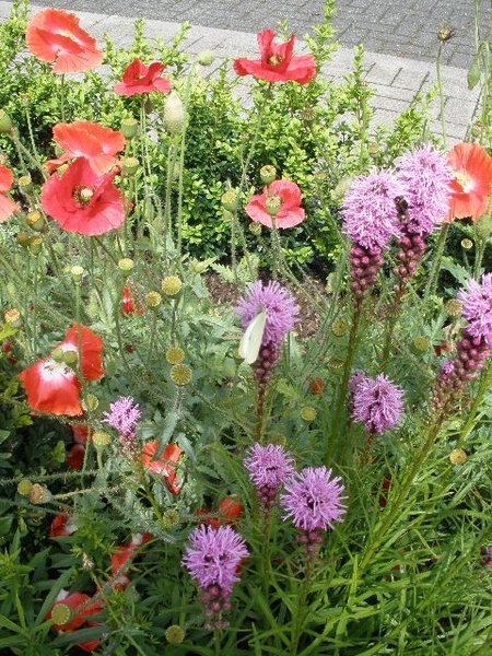 Liatris