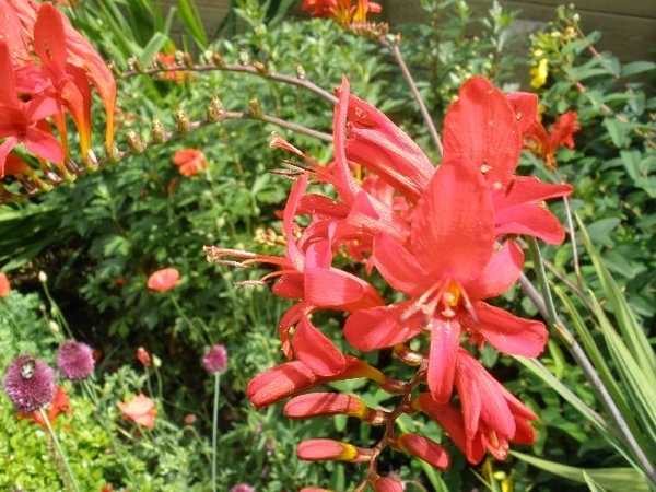 Crocosmia