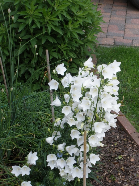 Campanula