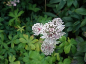 Astrantia major