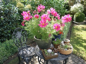 Cosmos/Schalen Sempervivum