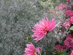 Gypsophila panicul./Dahlia