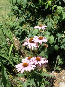 Echinacea