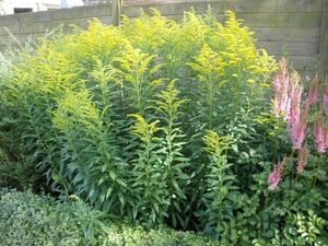 Solidago