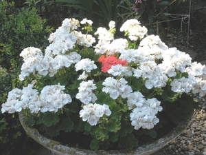 Schaal Geraniums