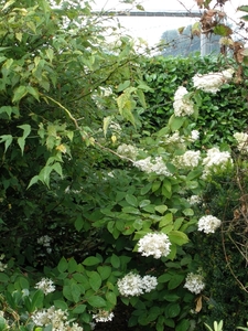 Hydrangea paniculata