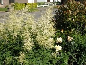 Aruncus divicus - Geitenbaard