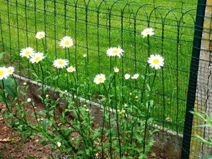 Leucanthemum vulgaris