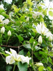 Clematis